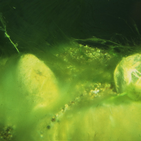 JBL AlgoPond Forte 250 ml - Wasseraufbereiter gegen alle Algen im Gartenteich
