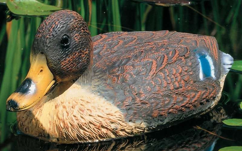 Schwimmende Stockente