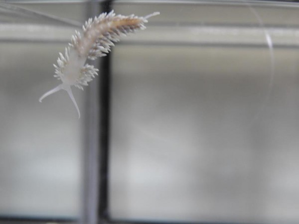 Berghia-Schnecke (﻿﻿Aeolidiella stephanieae)