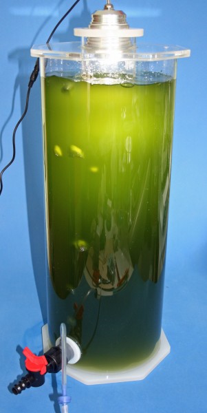 KnePo Planktonreaktor Luftbetrieben 6 Liter mit Leuchte