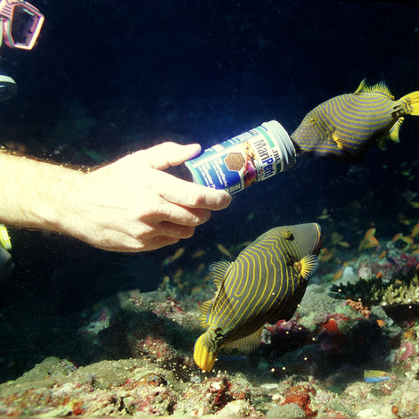 JBL MariPearls 1 l - Premium-Hauptfuttergranulat für Meerwasserfische