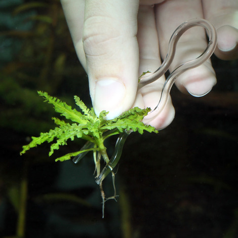 JBL ProScape Plantis 12 Stück - Pflanzennadeln zur sicheren Fixierung von Aquarienpflanzen im Boden