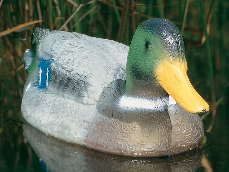 Schwimmender Stockerpel
